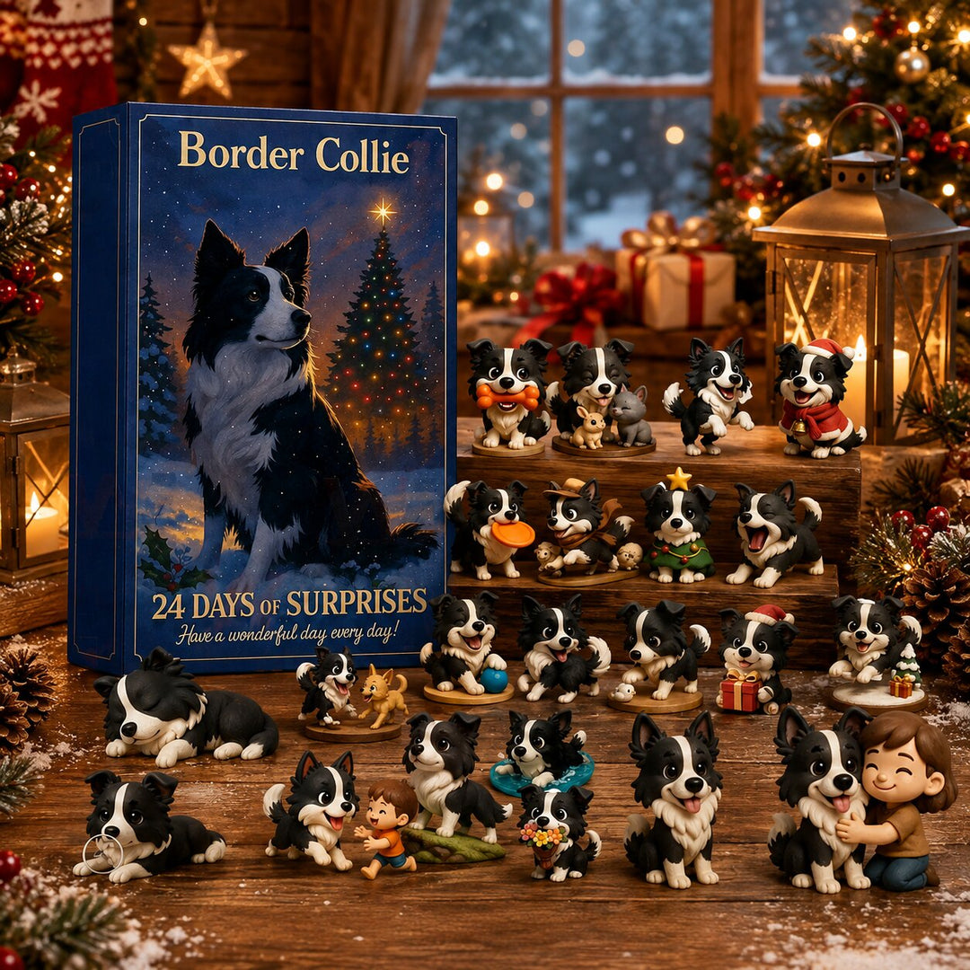 CALENDRIER DE L’AVENT - Border Collie